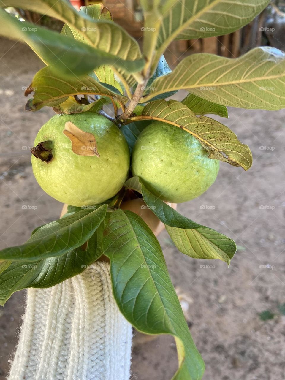 guava