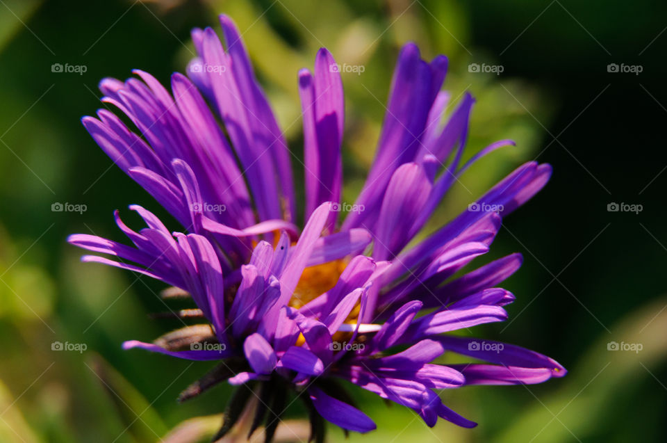 Purple flower