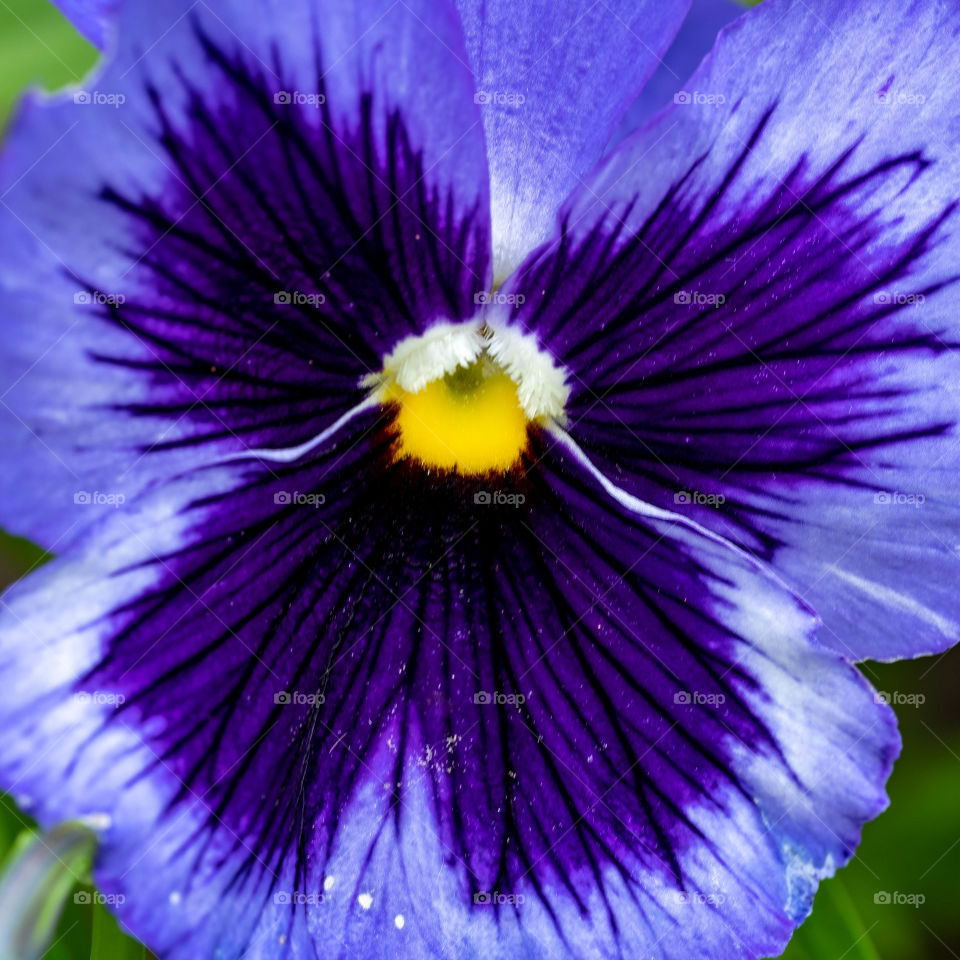 Purple Flower 