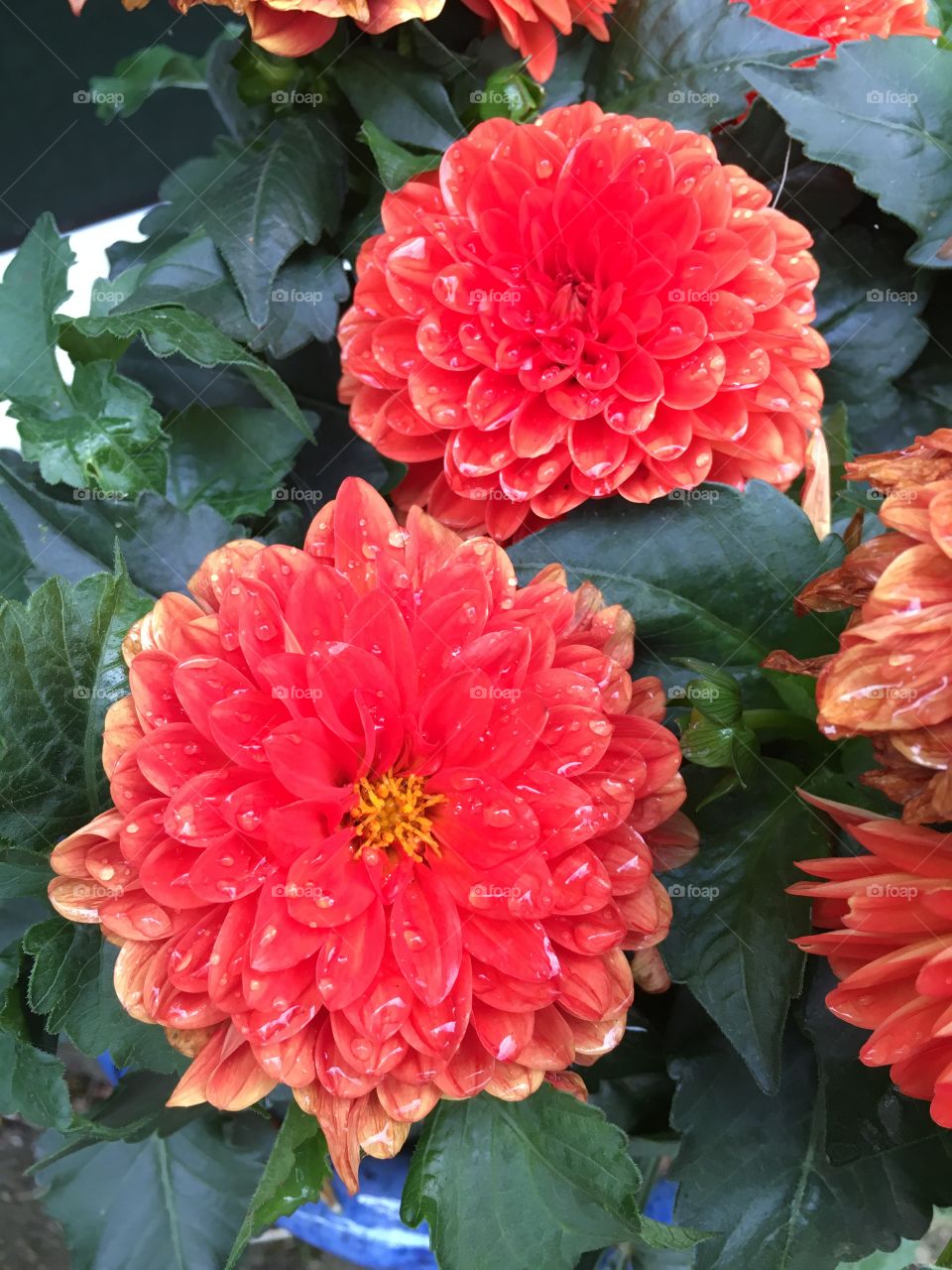 Red dahlias after the rain 