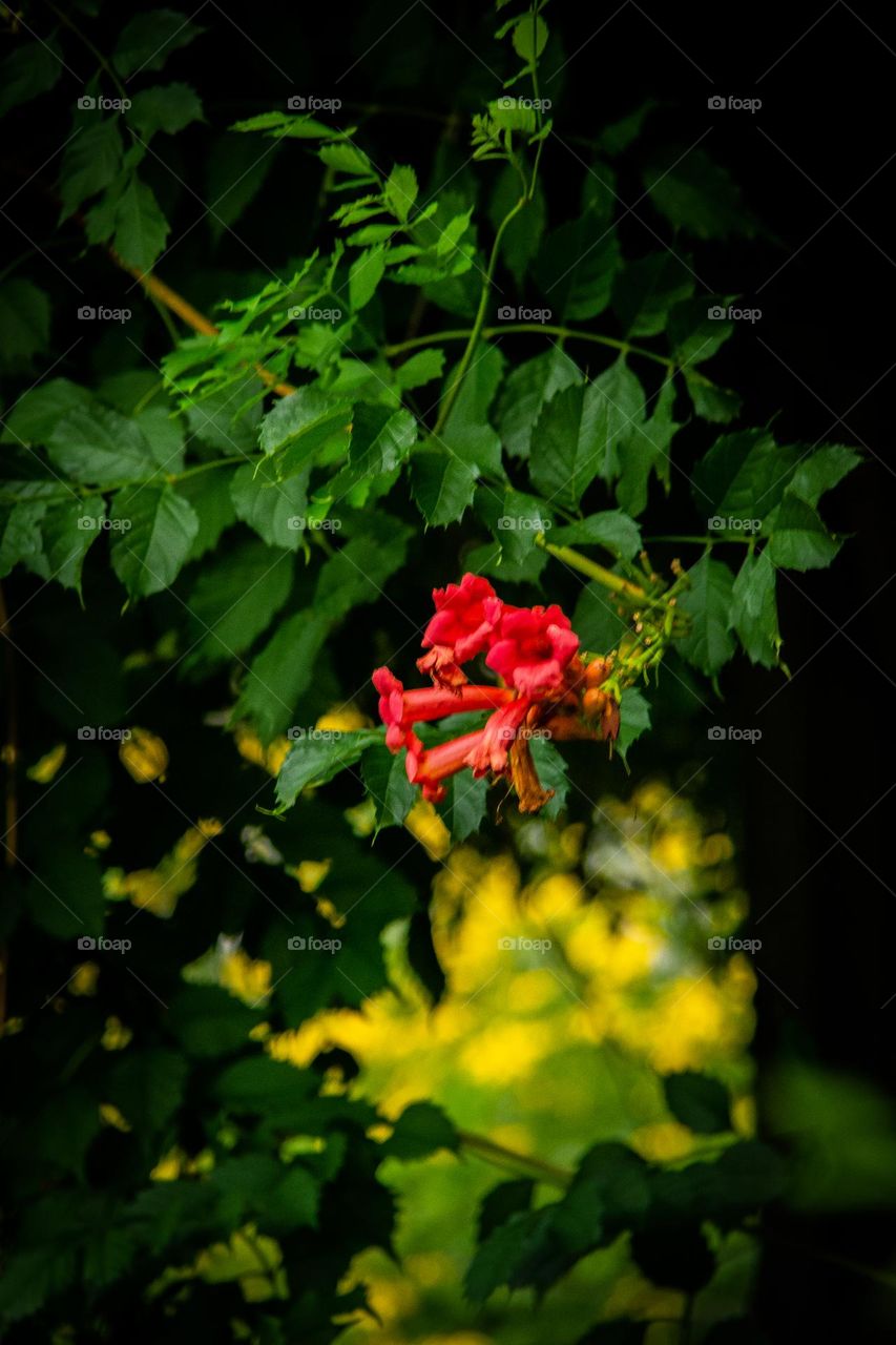 a cluster of bright red-orange trumpet vine flowers against green folliage and a natural light background