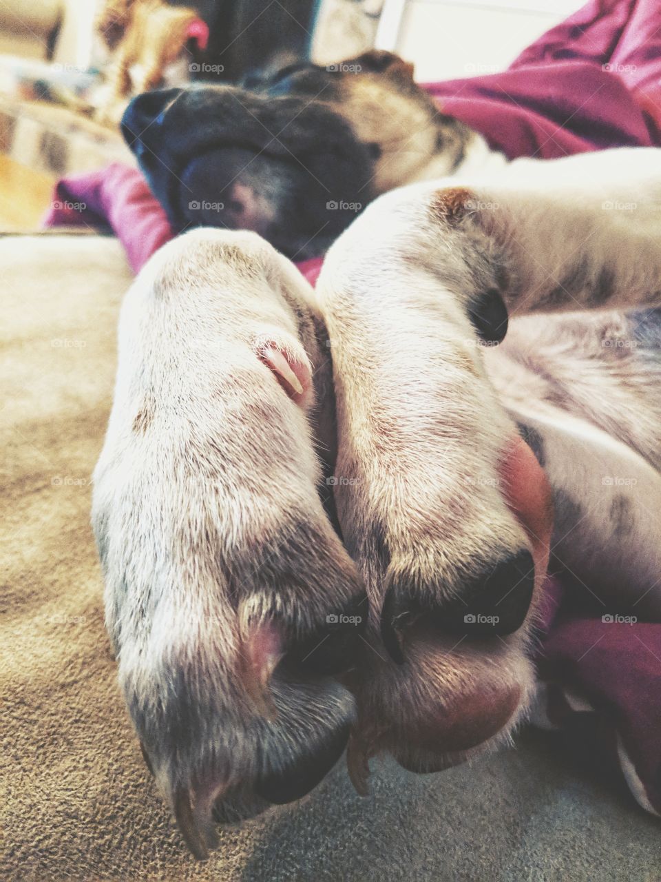 Hairy puppy paws