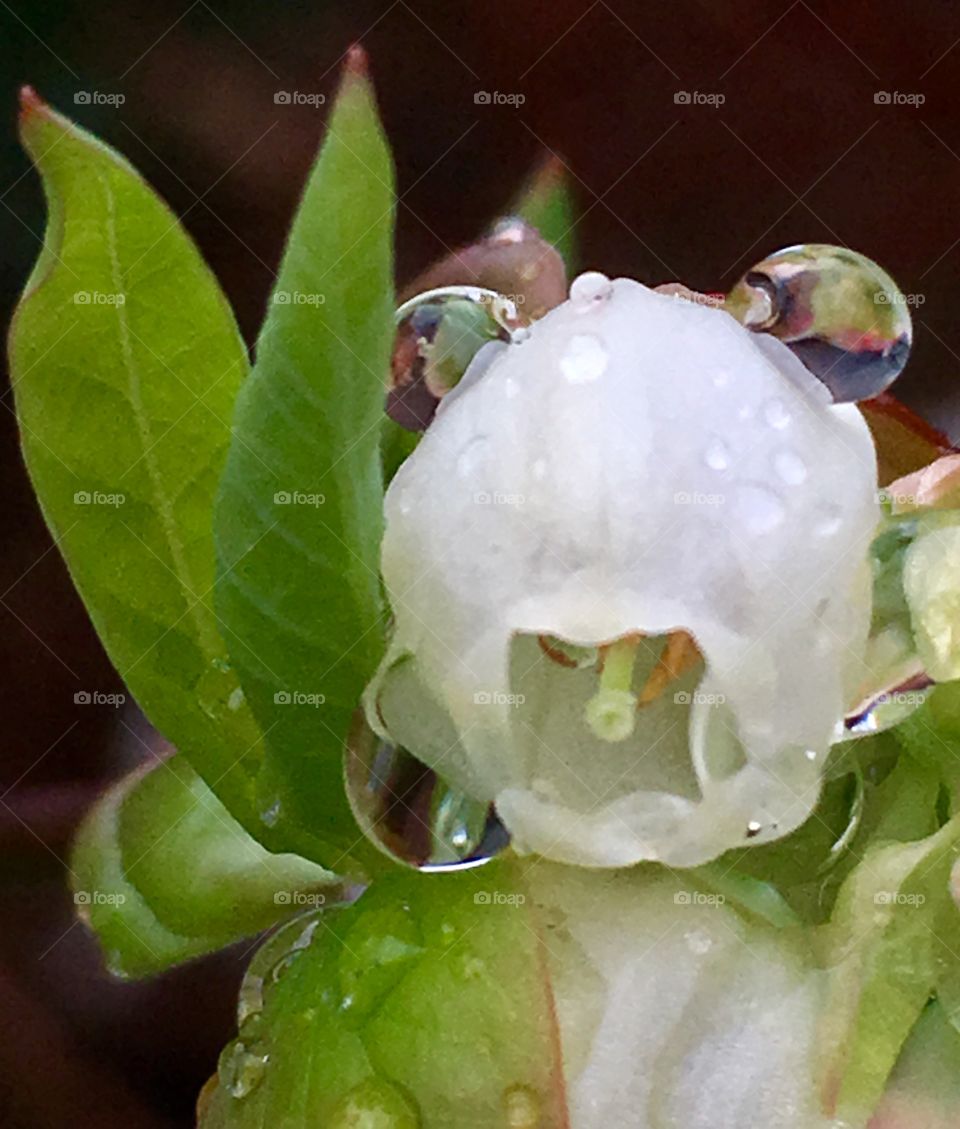 Squarely reflective upon the blueberry bell flower