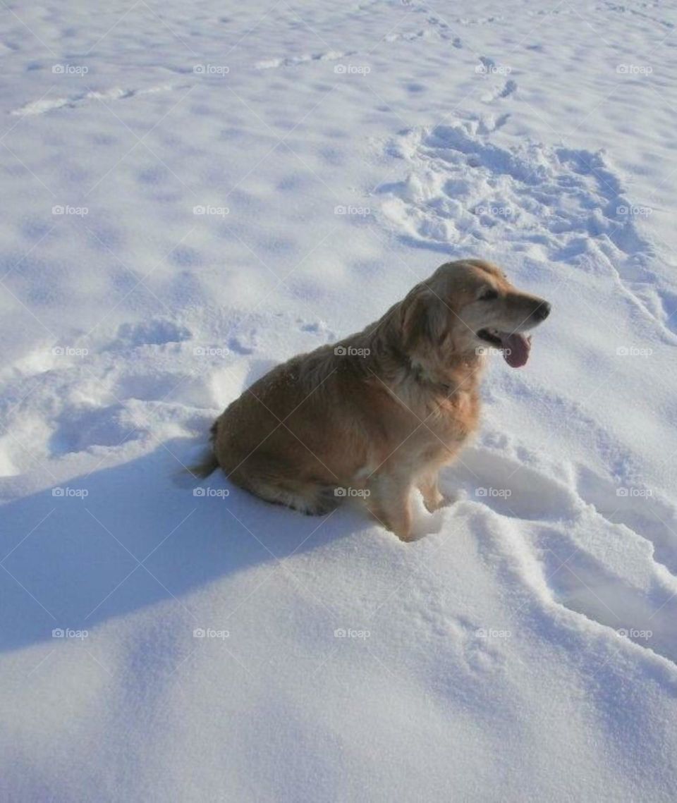 Athena in the snow