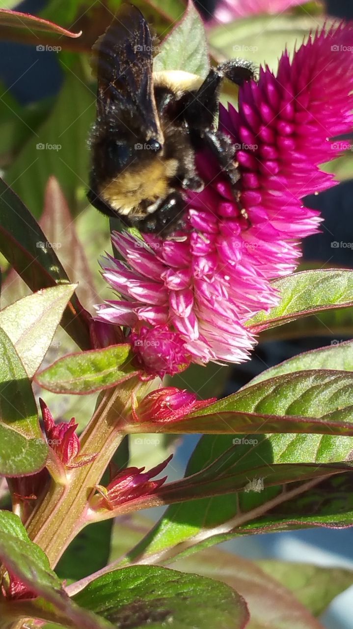 Busy Bee