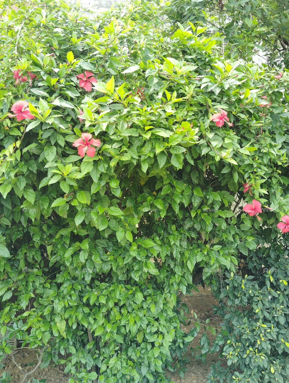 pink flower seasonal fresh shurb small size looks very beautiful generally found everywhere