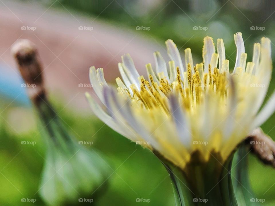 Dandelion flower, blooming