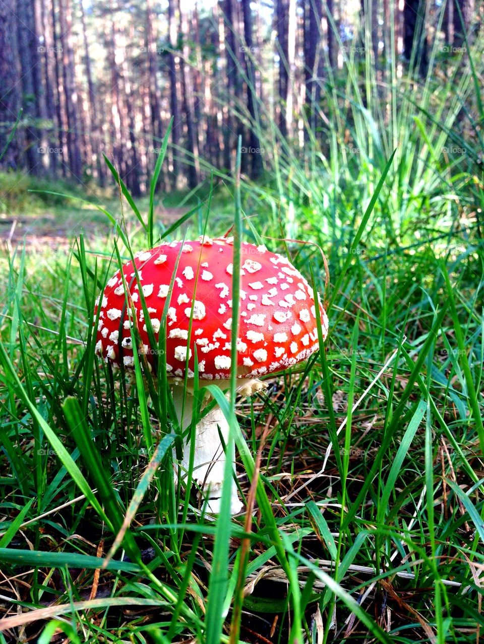 Fly agaric