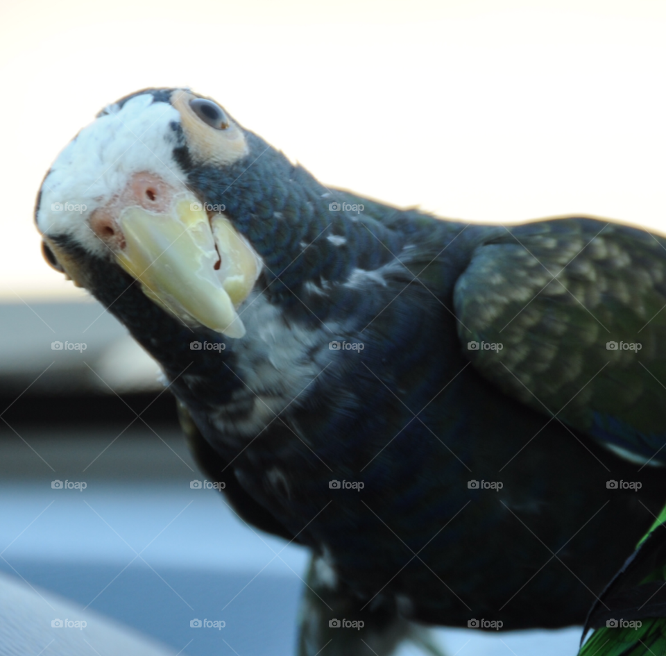 bird parrot pionous by lightanddrawing