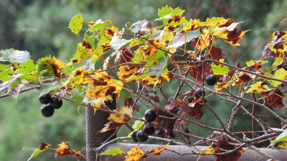 Leaf, Fall, Fruit, Nature, Tree