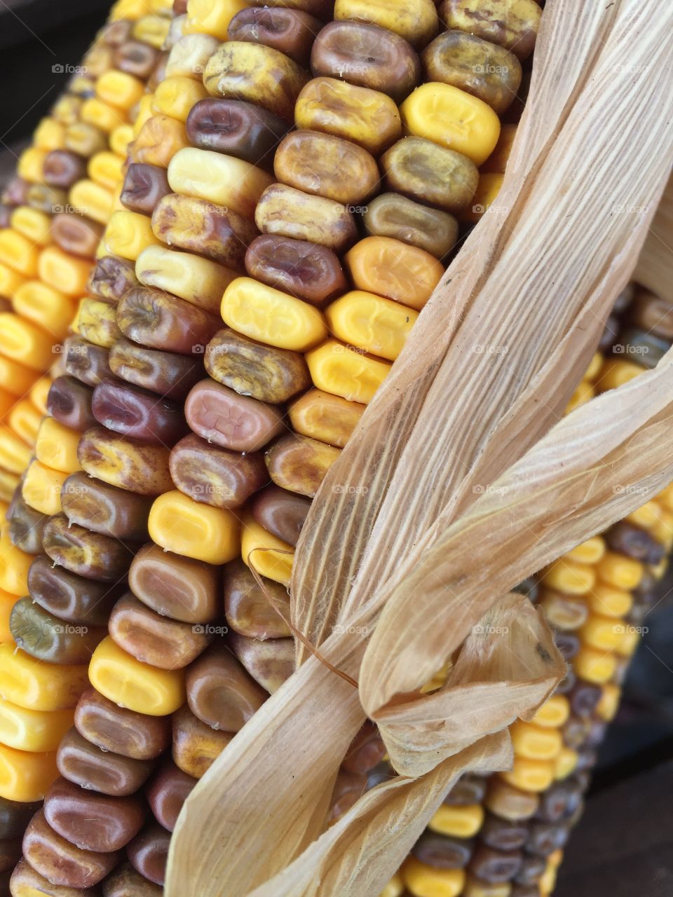 Indian corn 2