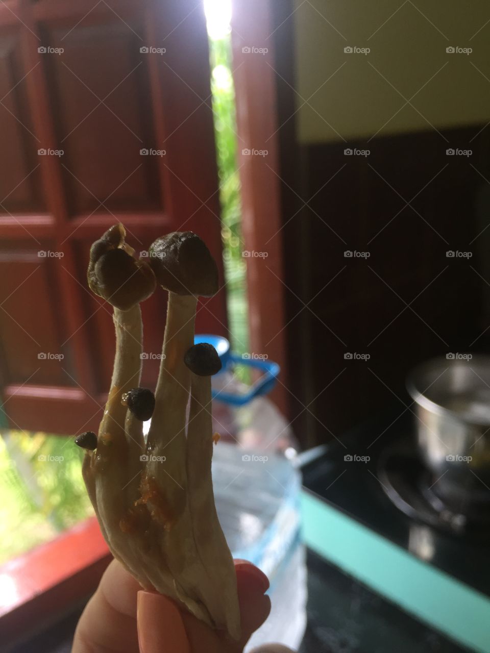 Грибы для супа