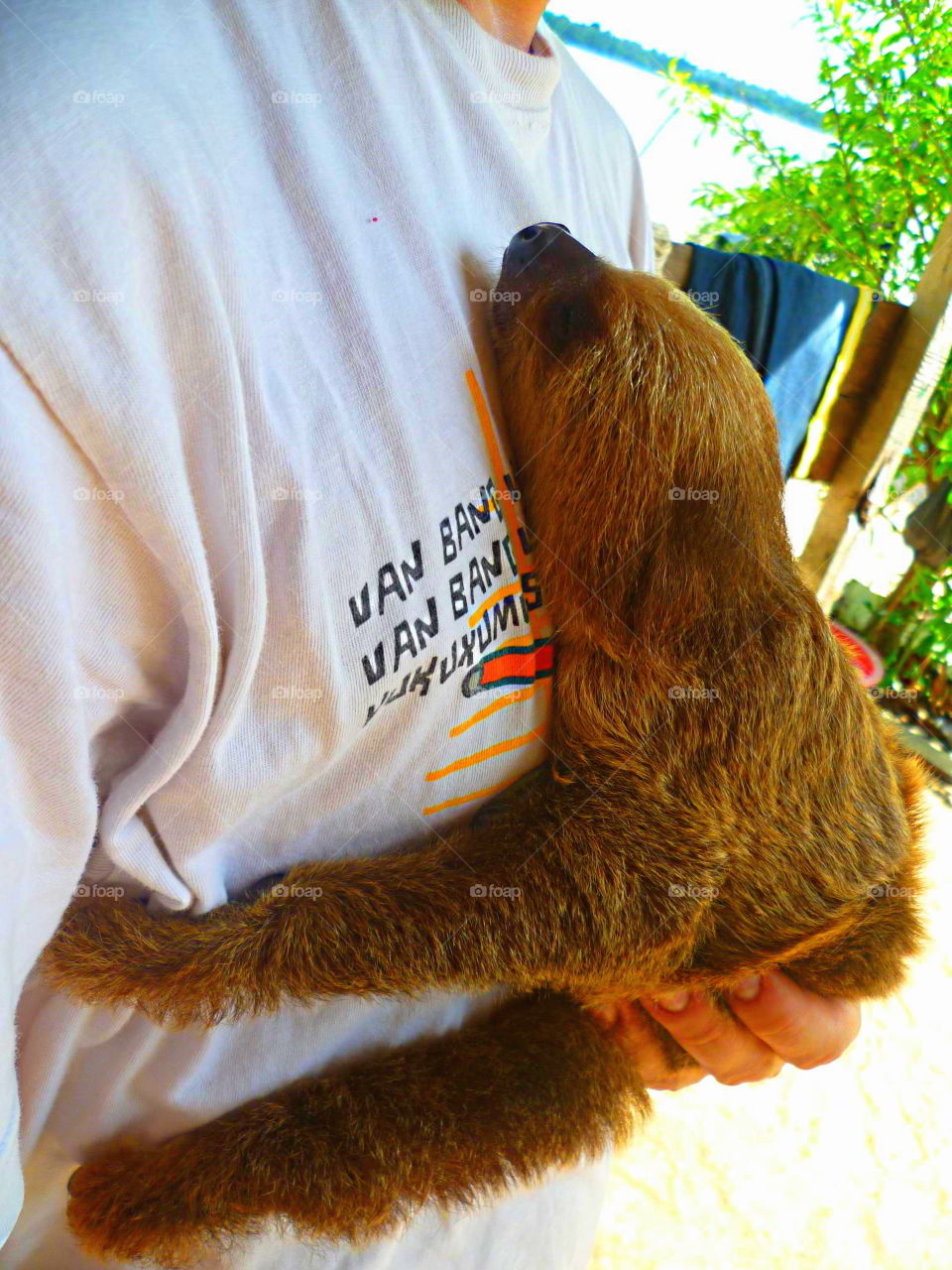 sloth in my arms Bibiston french Guyana