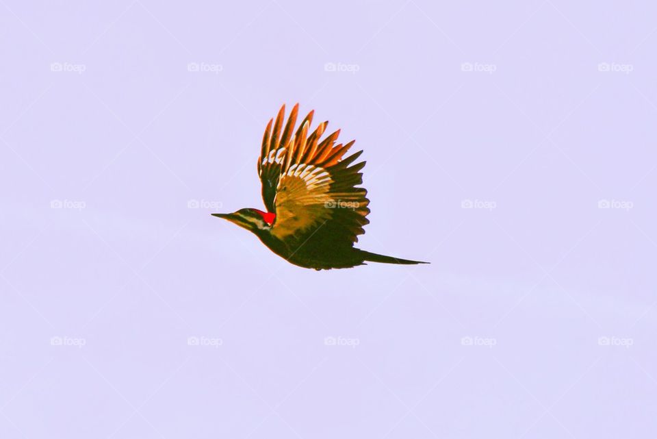 Bird in flight