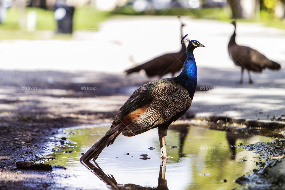 Peacock standing in a puddle of water