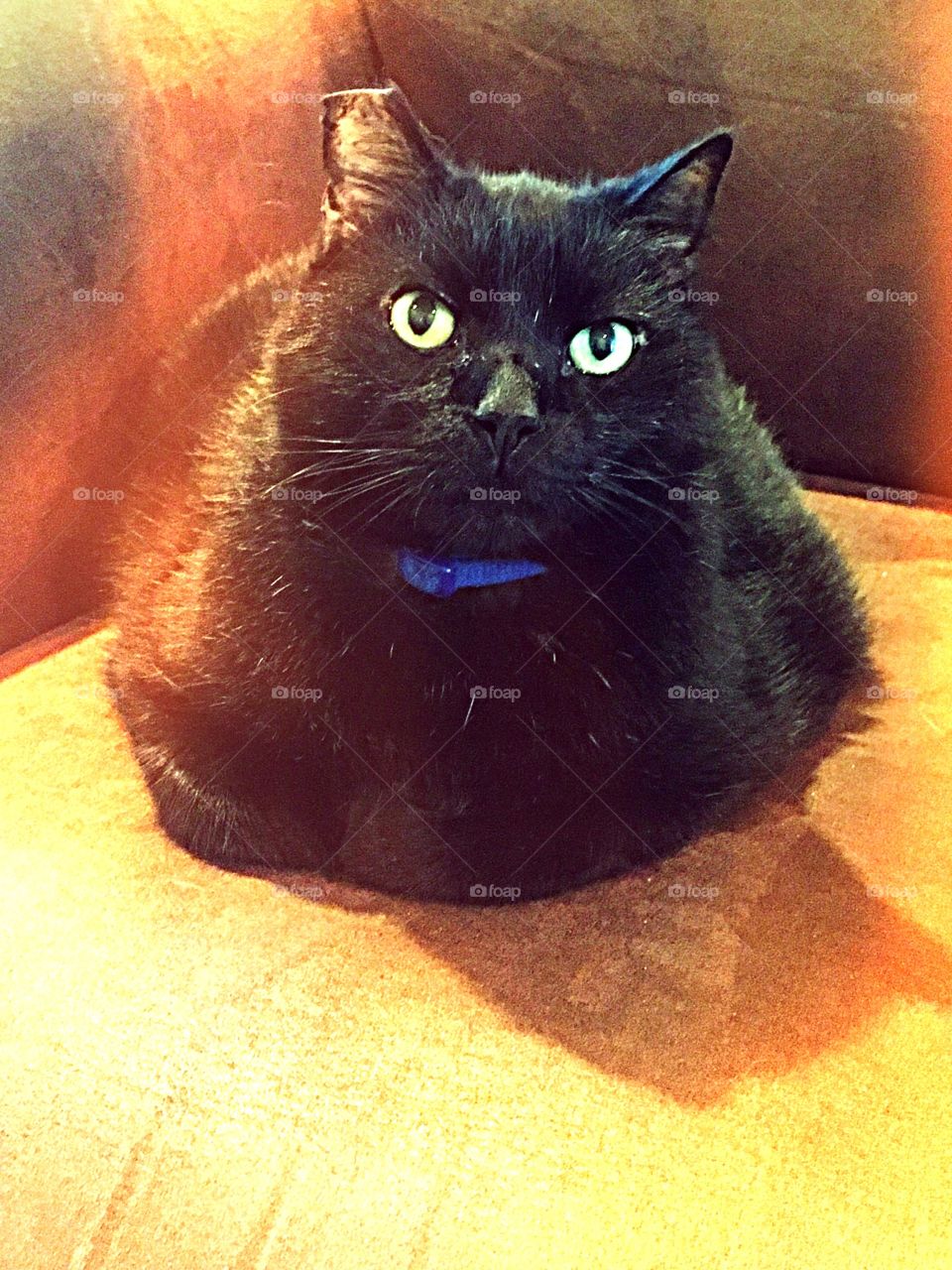 Our fat black cat, named Thunder aka Kitty Bear. Cat face photo. 