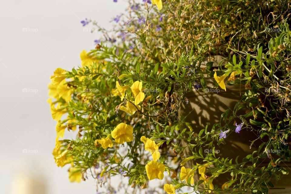 Yellow Flowers