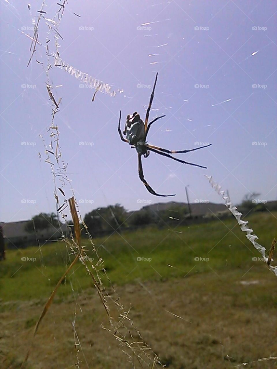 Very Large Garden Spider