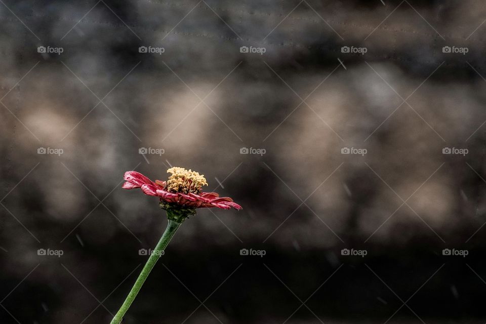 Close-up of blooming flower