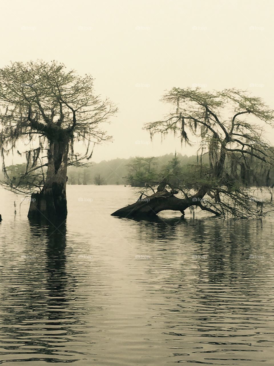 Cypress swamp . Dead lakes 
