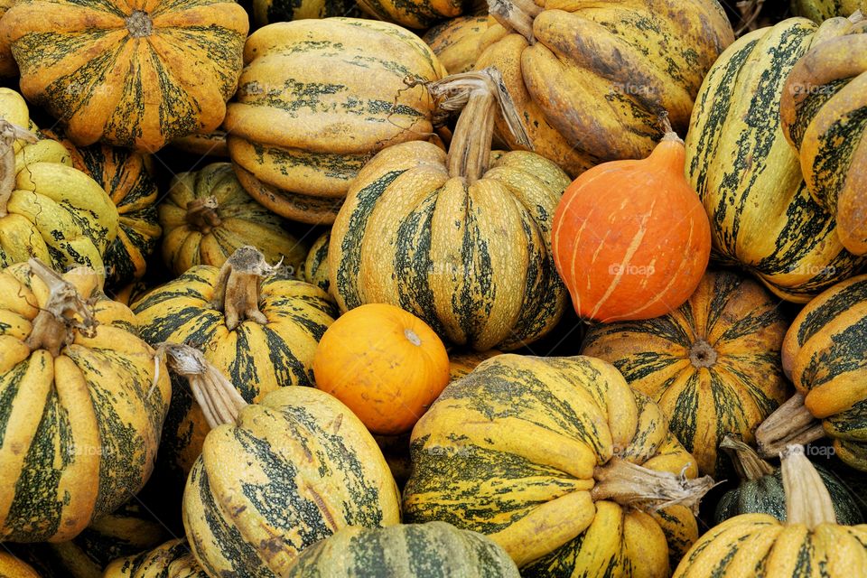Pumpkin, Halloween, Fall, Thanksgiving, Pasture