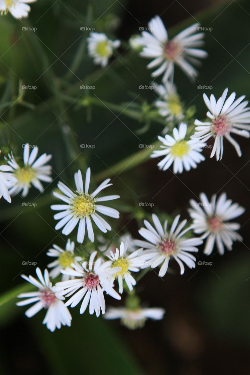 white flowers