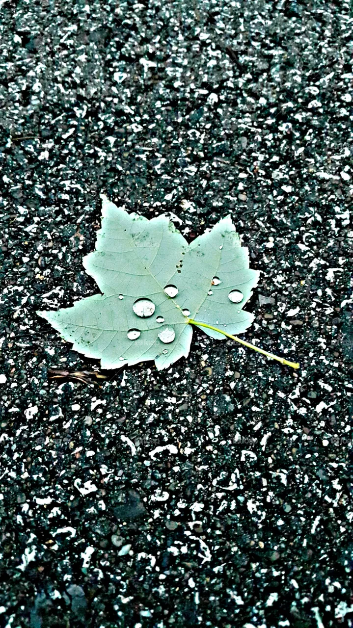 Dewdrops 