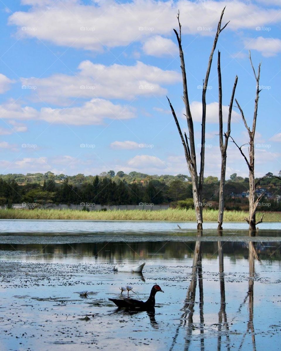 Two geese at my favourite place in the world 