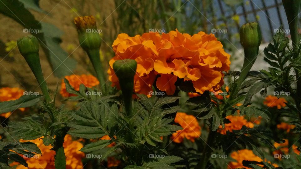 A beautiful scene of marigold flowers in the garden. I will shoot a nice good photo shoot for a foap market and this year I become a good photographer.