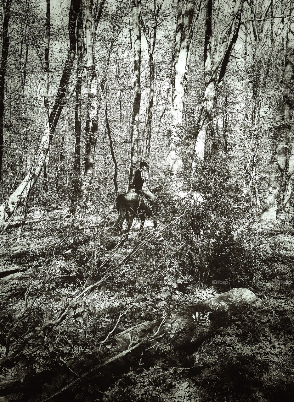 Riding, forest