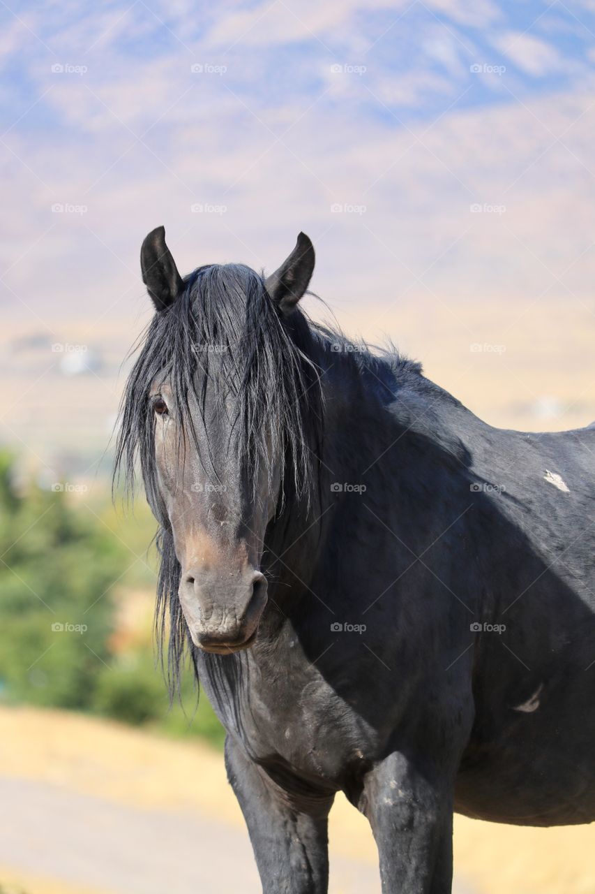 Wild Mustang Stallion Horse Closeup