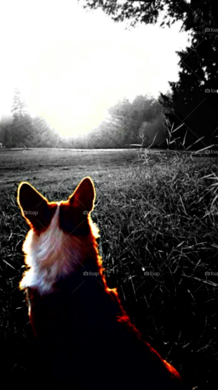 A corgi's view - black and white version