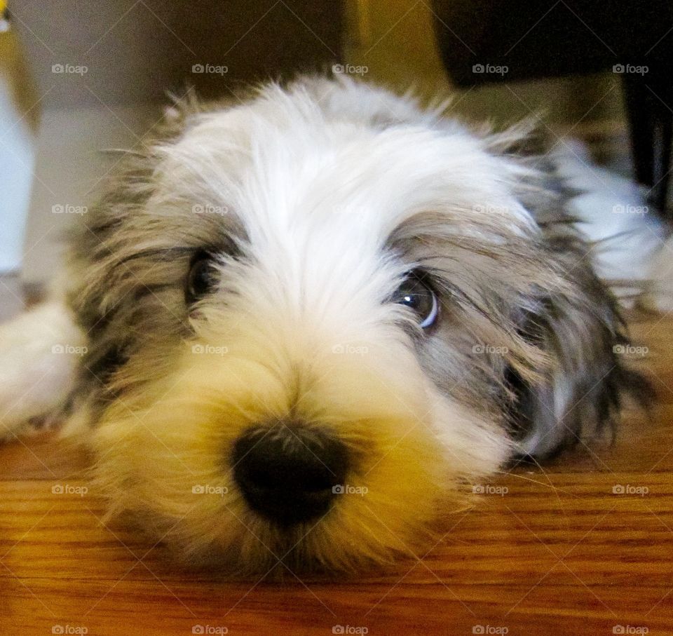 Havanese Puppy