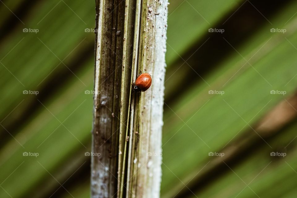 Red Lady bug