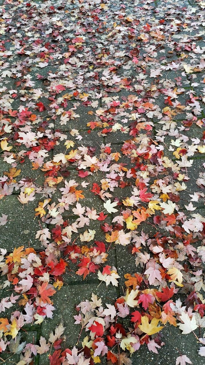 The leaves are all falling, and they’re falling like they’re falling in love with the ground.