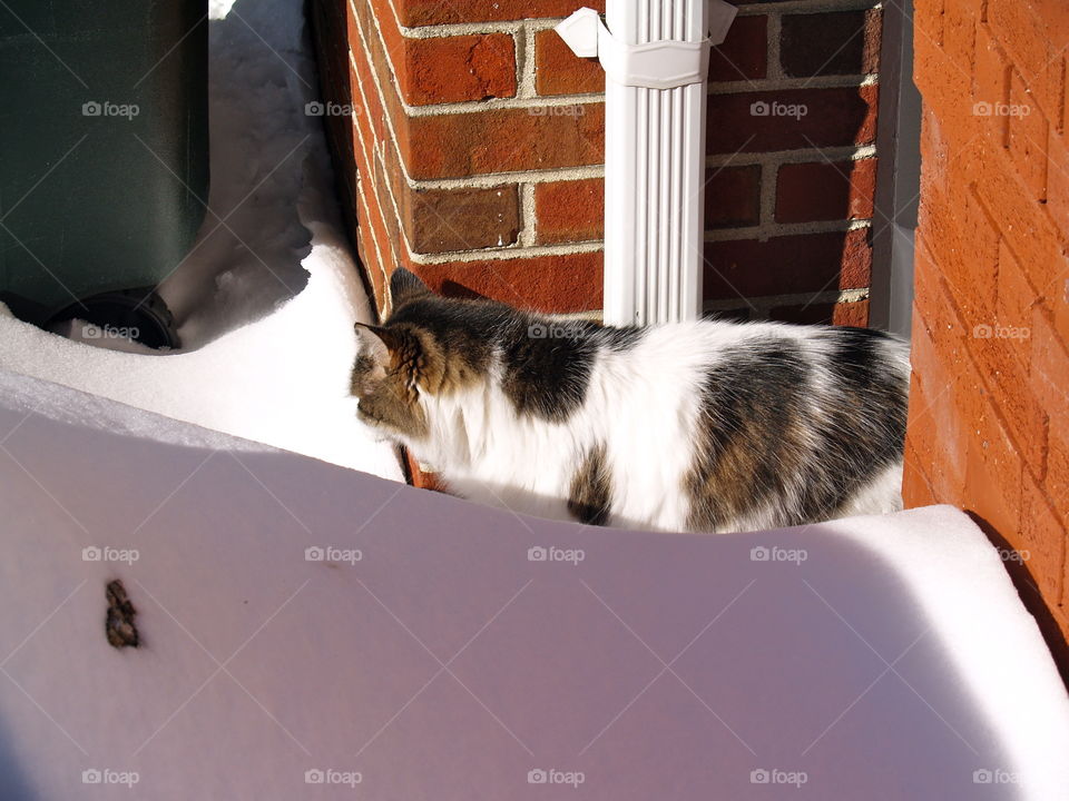 Cat, Mammal, Pet, Portrait, Animal