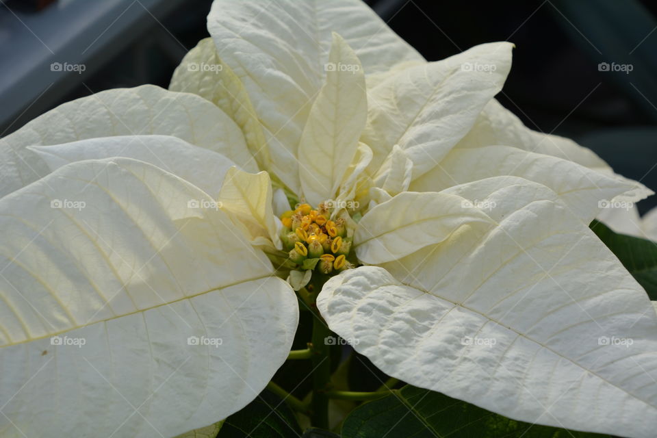 White flower blossom 