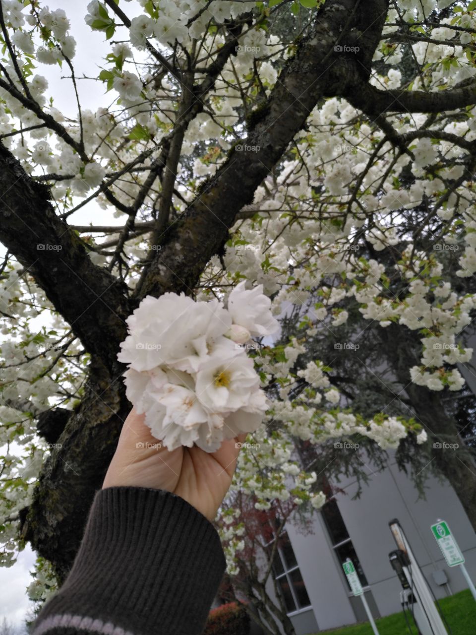 real tree flowers