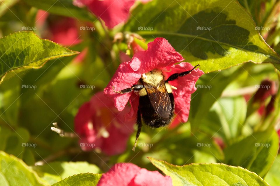 Bumble bee collecting pollen