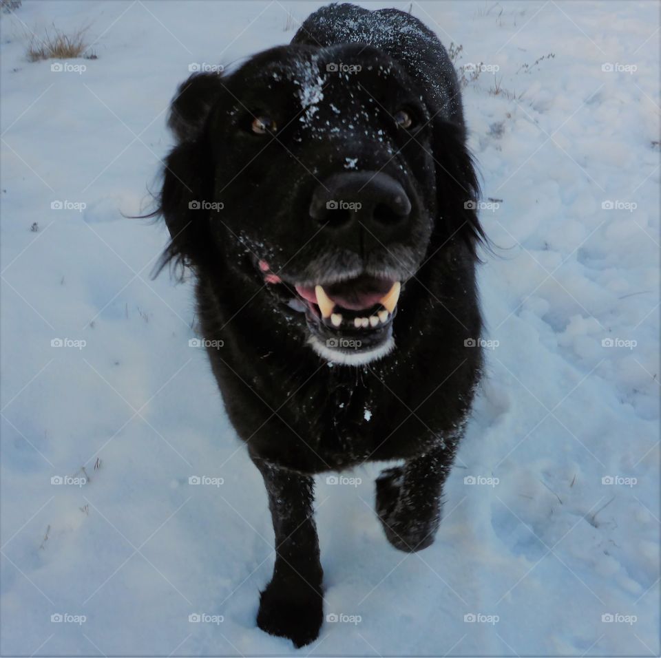 Kiwi in the snow