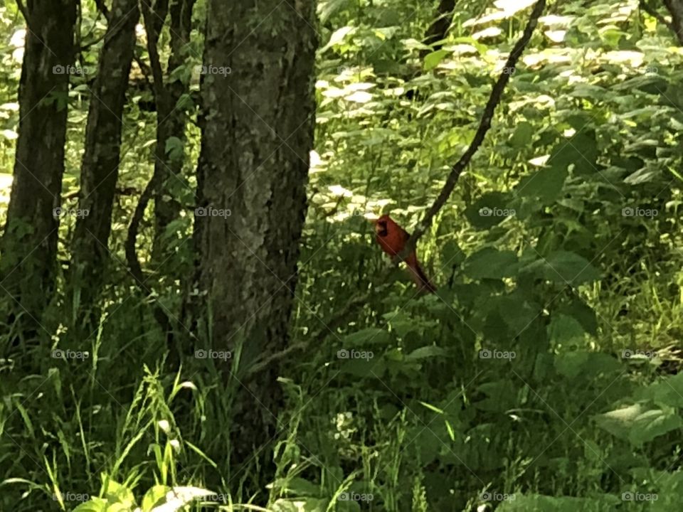 Red cardinal 