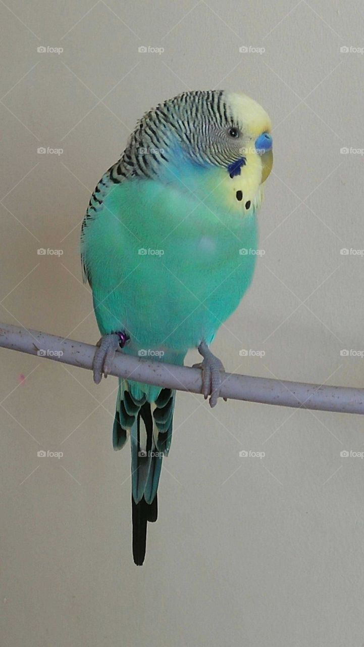 Beautiful multicolor parrot.