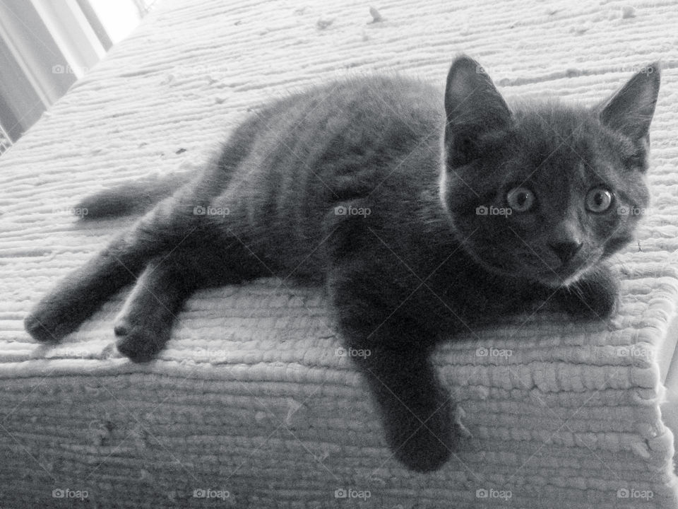 This B&W photo is the kitten of a stray cat we adopted when my husband decided to feed a pregnant cat smoked salmon. She had her 4 boys in our tent trailer. This boy, Crazy Charlie, was reluctant to be borne & arrived 1.5 hours after his 3 brothers. 