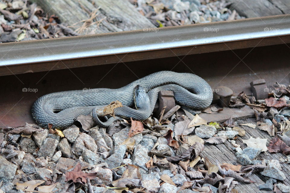 snake warming on the track
