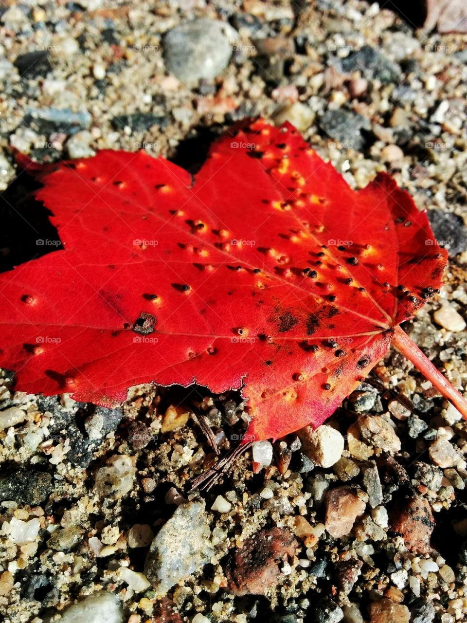 Red maple leaf