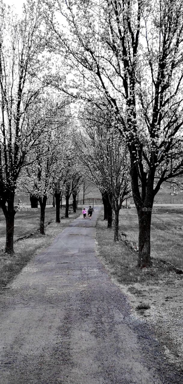 driveway path tree child kid boy girl sibling tree bloom walk together nature behind