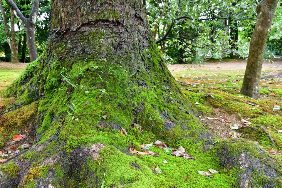 Tree trunk moss