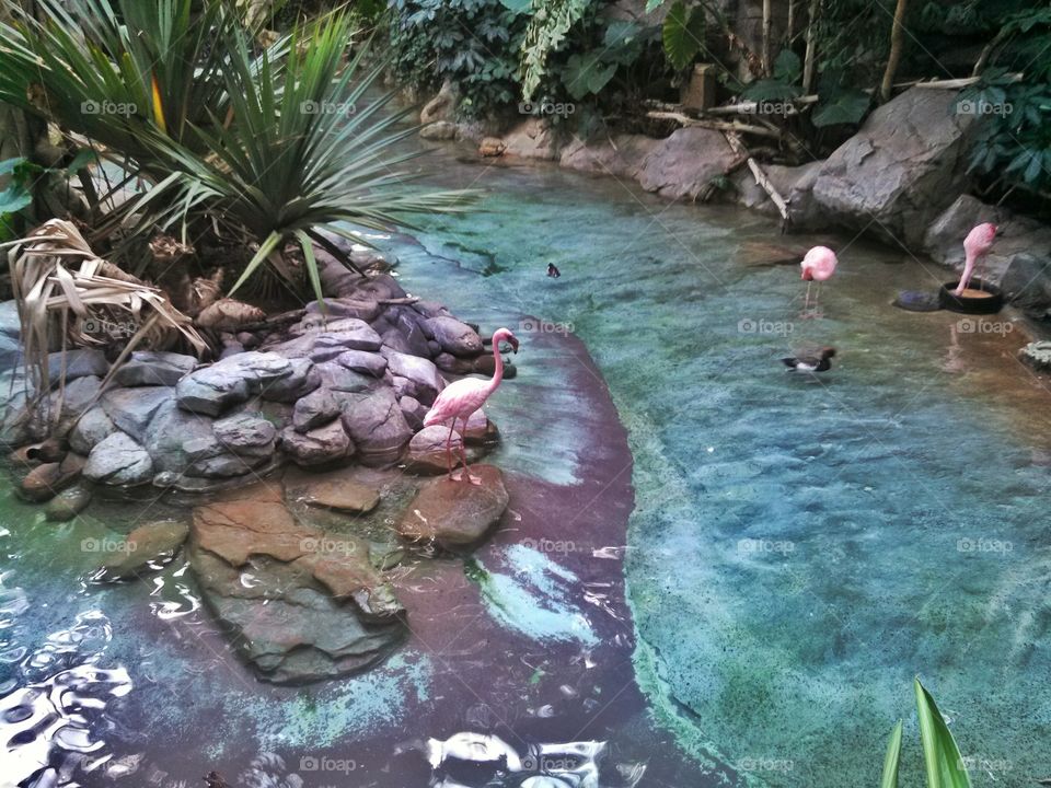 Flamingos atv the zoo