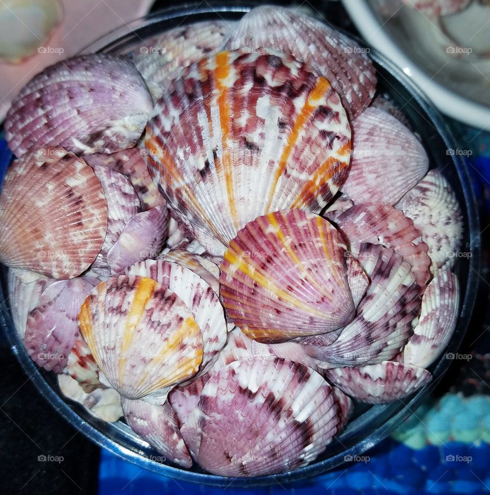 TICKLE ME PINK💓 just your average Seashell Hoarder girl next door hahh