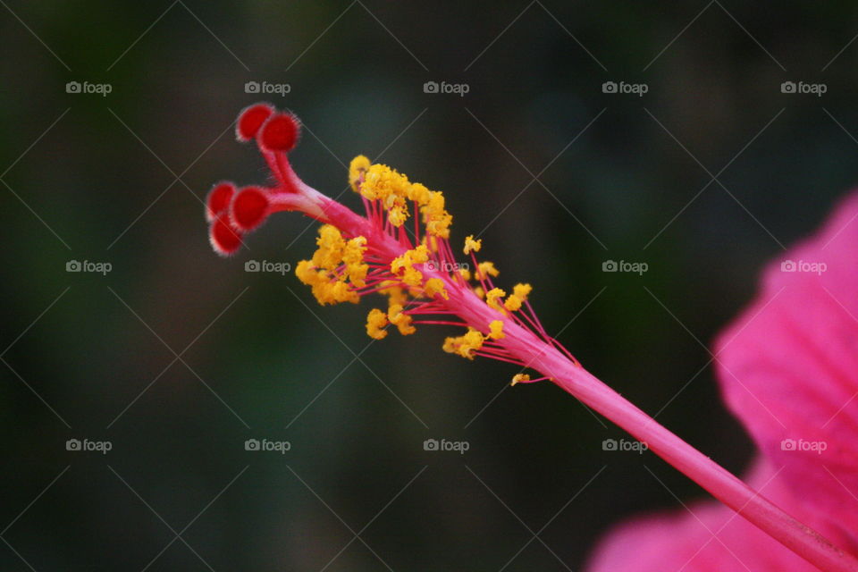 hibiscus 
pollen
anther
stigma